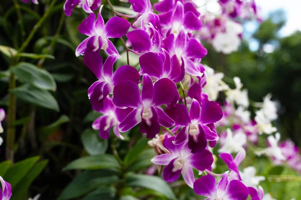 Krásná Fialová Orchidej Květina Zahradě — Stock fotografie