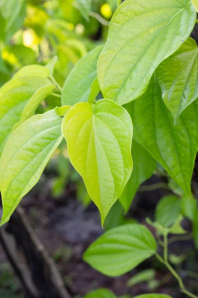 Green Leaves Betel Plant Garden — Stock Photo, Image