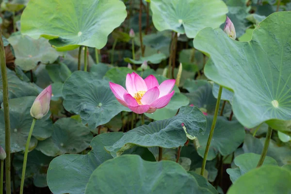Pink Lotus Flower Blooming Pond Green Leaves — Photo