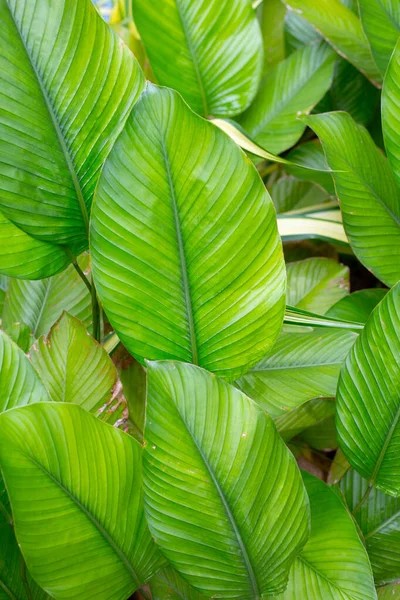 Green Leaves Calathea Aublet Meyer — Φωτογραφία Αρχείου