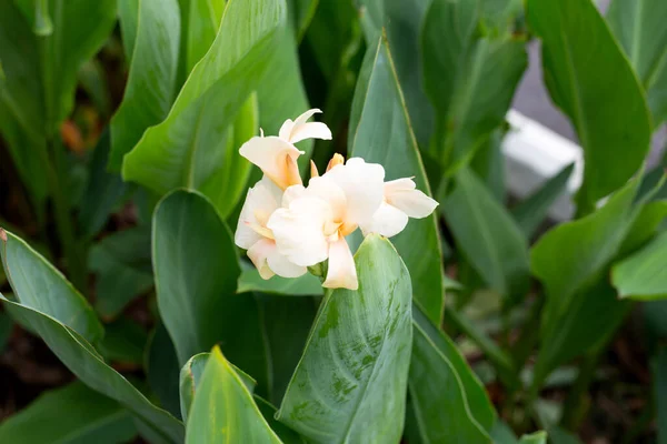 Beautiful Canna Flower Green Leaves Garden — Stok Foto
