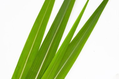 Beyaz arkaplanda şeker kamışı yaprakları.