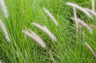 Çeşme otu veya pennisetum alopecuroides