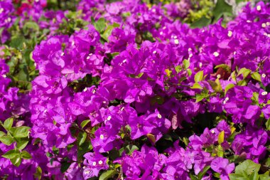 Beautiful bougainvillea flowers with green leaves