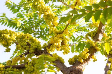 Star gooseberry tree with fruits