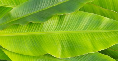 Arkaplan için taze muz yaprakları.