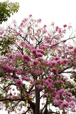 Trompet Ağacı, Pembe Poui, Yeni Dünya Trompeti, Rosy Trompet