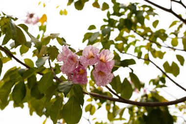 Trompet Ağacı, Pembe Poui, Yeni Dünya Trompeti, Rosy Trompet