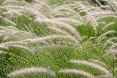 Çeşme otu veya pennisetum alopecuroides