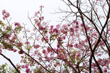 Trompet Ağacı, Pembe Poui, Yeni Dünya Trompeti, Rosy Trompet