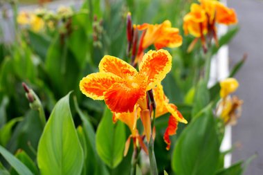 Beautiful canna flower with green leaves in the garden