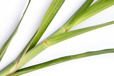 Beyaz arkaplanda şeker kamışı yaprakları.