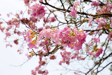 Trompet Ağacı, Pembe Poui, Yeni Dünya Trompeti, Rosy Trompet