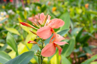 Bahçede yeşil yaprakları olan güzel bir çiçek.