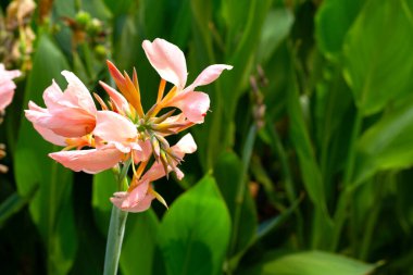 Bahçede yeşil yaprakları olan güzel bir çiçek.