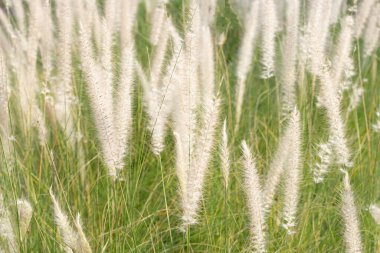 Fountain grass or pennisetum alopecuroides