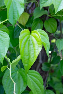 Bahçede yeşil betel yaprakları