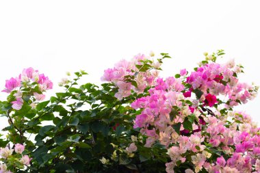 Beautiful bougainvillea flowers with green leaves;