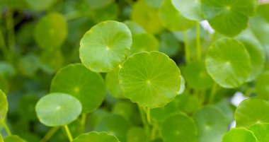 Taze yeşil centella asiatika bitkisi