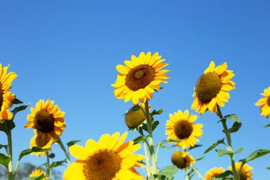 Sunflower field with blue sky. Beautiful summer landscape.