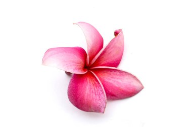 Kırmızı plumeria veya frangipani çiçek.