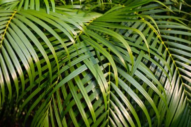 Bahçedeki palmiye ağacı. Tropik yeşil yapraklar 