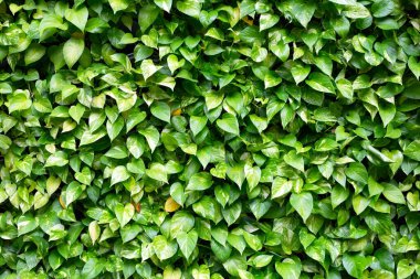 Altın pothos veya şeytan sarmaşık yaprakları (Epipremnum aureum). Yerleştirme duvarı arkaplanı.