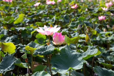 Pink lotus flower blooming in pond with green leaves