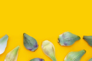 Sarı arka planda taze enginar yaprakları