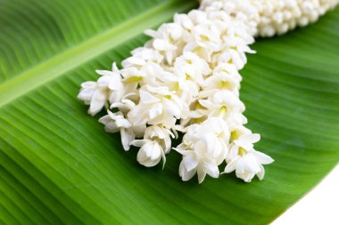 Tayland beyaz yasemin çiçeği çelengi