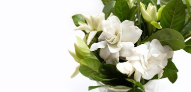 Yasemin Burnu ya da bahçe çiçeği