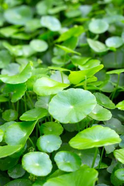 Centella asiatica (gotu kola). Taze yeşil yapraklı bitki arka planı.