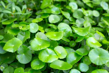 Centella asiatica (gotu kola). Taze yeşil yapraklı bitki arka planı.