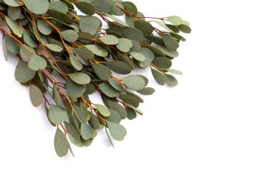 Beyaz arka planda okaliptüs yaprakları. Yeşil yaprak dalları.