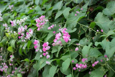 Meksikalı sürüngen, aşk zinciri, mercan sarmaşığı. Pembe çiçek