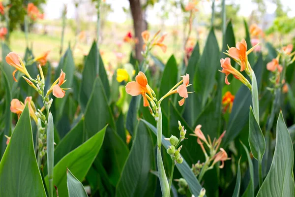 Piękny Kwiat Canna Zielonymi Liśćmi Ogrodzie — Zdjęcie stockowe