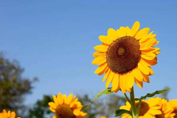 Sunflower Field Blue Sky Beautiful Summer Landscape — Stock Fotó