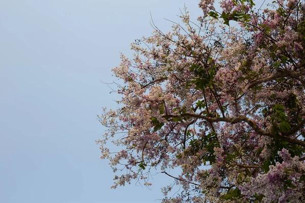 Thai Bungor Tree Lagerstroemia Loudonii Teijsm Binn — Stock Photo, Image