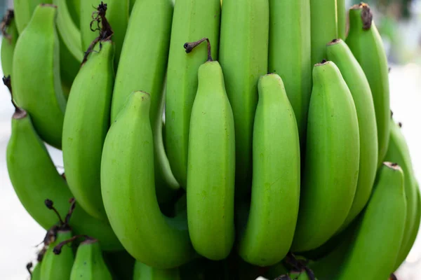 Φρούτα Μπανάνας Νωπές Πράσινες Μπανάνες — Φωτογραφία Αρχείου