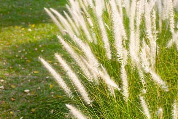 Fountain Grass Pennisetum Alopecuroides — 图库照片