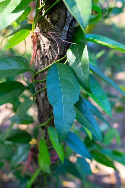 stock image Tiliacora triandra leaves. Green leaf herb