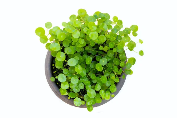 Świeże Zielone Centella Asiatica Roślin — Zdjęcie stockowe