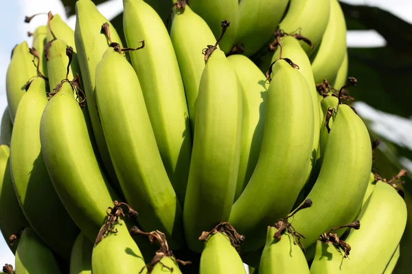 Φρούτα Μπανάνας Μια Συστάδα Μπανανών — Φωτογραφία Αρχείου