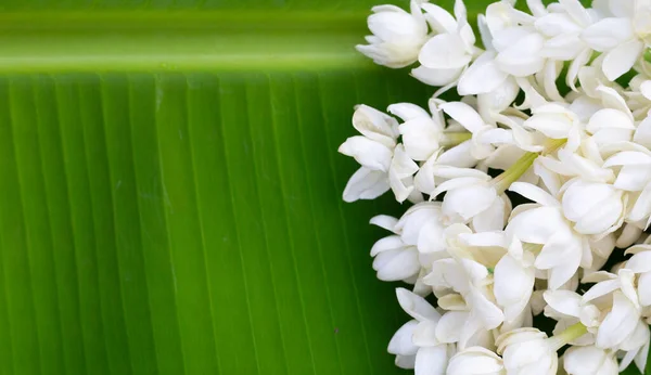 Thaise Witte Jasmijnbloemenslinger — Stockfoto