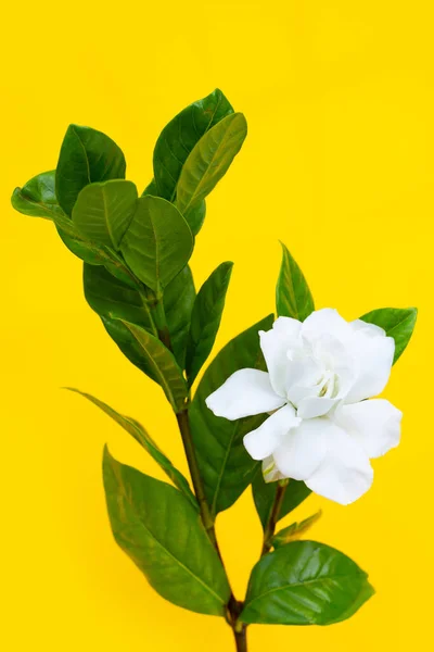Yasemin Burnu Bahçe Çiçeği — Stok fotoğraf