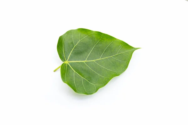 Πράσινο Φύλλο Bodhi Λευκό Φόντο — Φωτογραφία Αρχείου