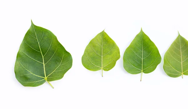 Green Bodhi Leaf White Background — Stock Photo, Image