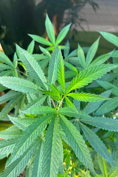 Gröna Blad Från Cannabisplantan Medicinsk Marijuana — Stockfoto