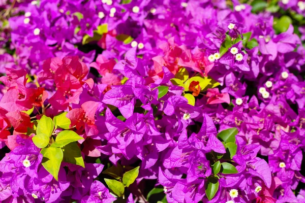 Beautiful Bougainvillea Flowers Green Leaves — Stock Photo, Image