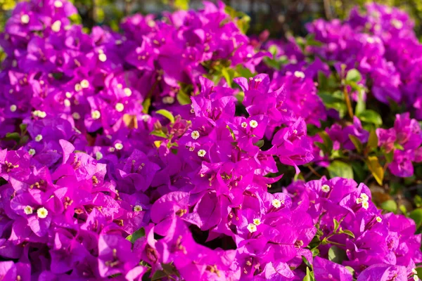 stock image Beautiful bougainvillea flowers with green leaves